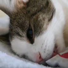 Load image into Gallery viewer, Pet Massager
